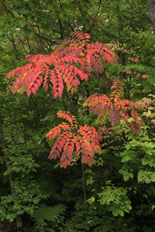 Free Captivating autumn scene featuring vibrant red leaves in a dense, green forest. Stock Photo