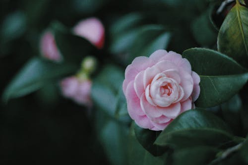 A Pink Camellia Flower in Close-Up Photography