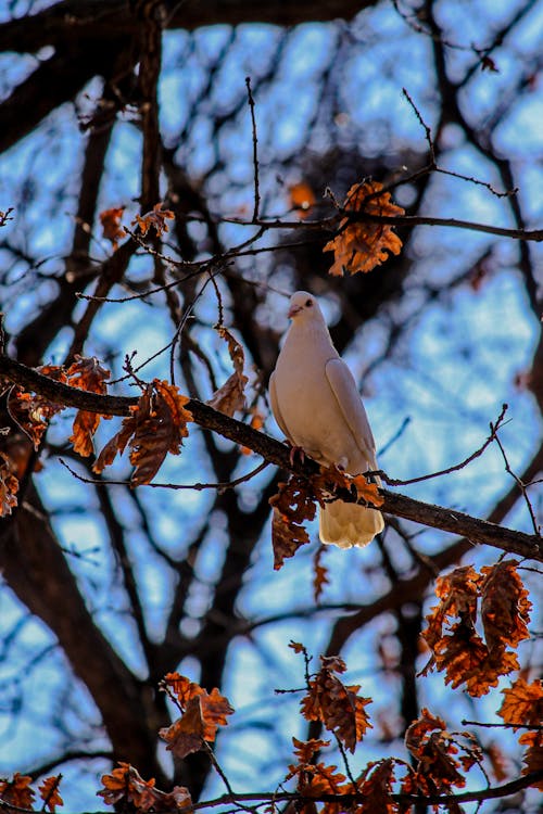 A White Pigeon on a Tree Branch
