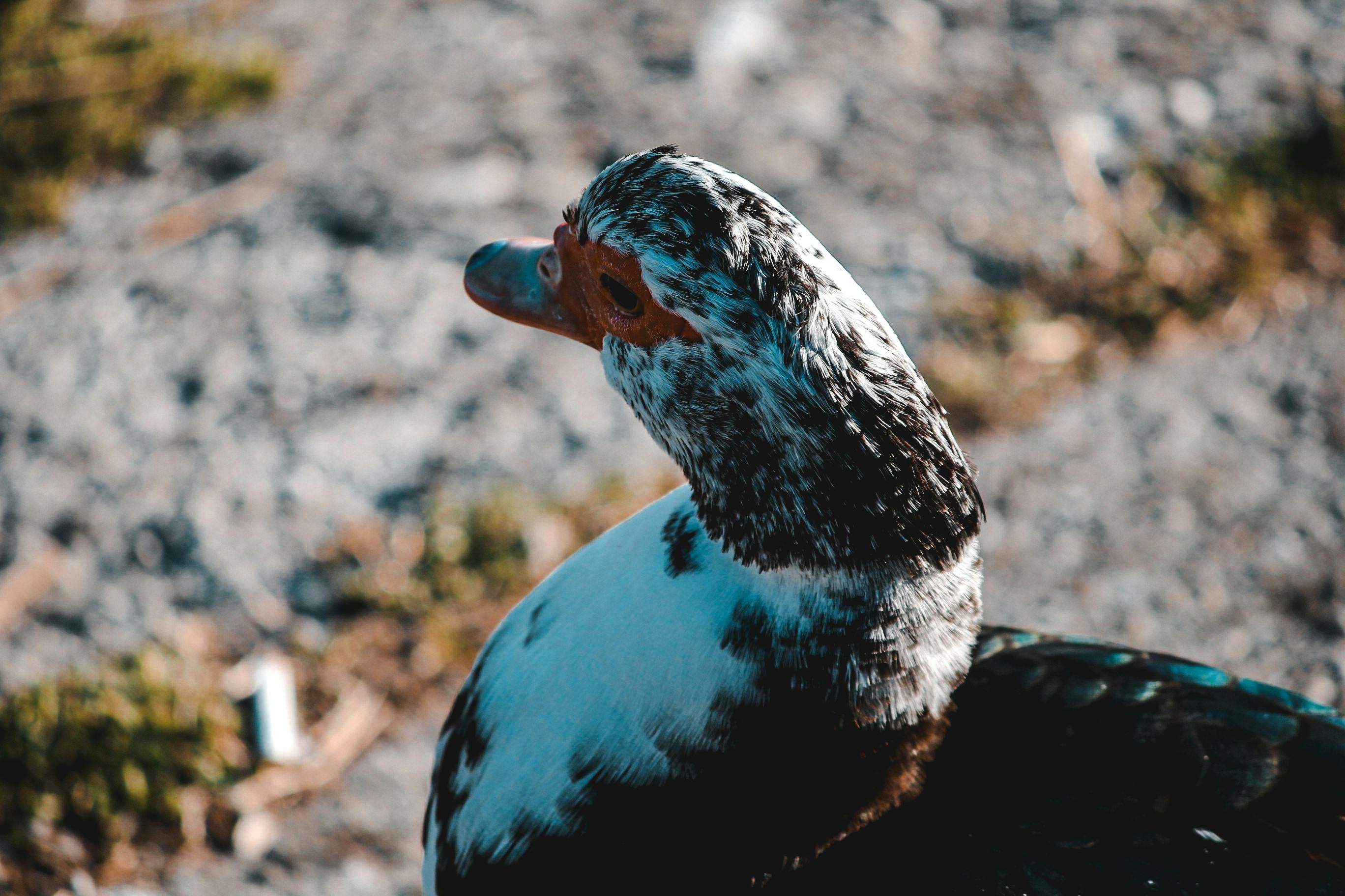 Detailed image of a Muscovy duck with vibrant plumage. Perfect for wildlife enthusiasts.