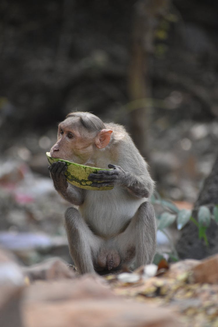 Monkey Eating A Watermelon 