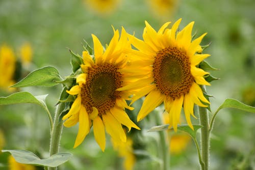Free Close up of Sunflowers Stock Photo
