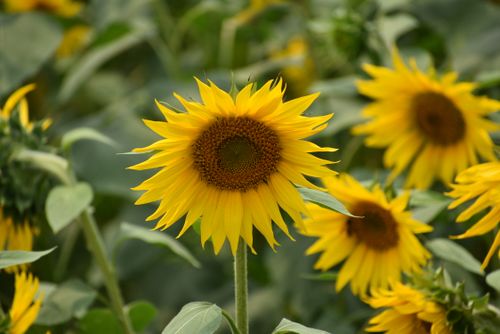 Free Vibrant sunflowers in full bloom under bright daylight, showcasing nature's beauty. Stock Photo