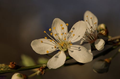 Безкоштовне стокове фото на тему «вишневий цвіт, відділення, впритул»