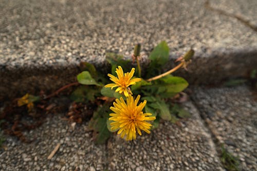 Gratis Fotografi Fokus Selektif Bunga Dandelion Kuning Foto Stok