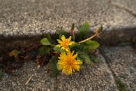 充满活力的黄色蒲公英从混凝土裂缝中生长出来，象征着韧性