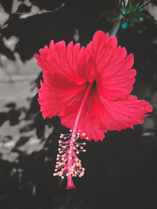 Free stock photo of beautiful flower, black, black and red wallpaper Stock Photo
