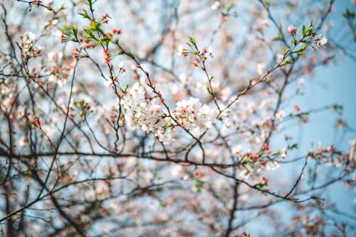 Foto stok gratis alam, berbunga, bunga sakura