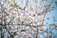 Close-up of Cherry Blossom