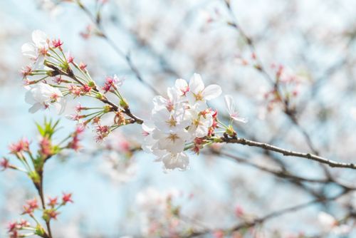 Free Close-up of cherry blossoms in full bloom on a branch against a blurred outdoor background. Stock Photo