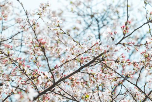 Free Close-up of cherry blossoms on tree branches, signifying spring growth. Stock Photo