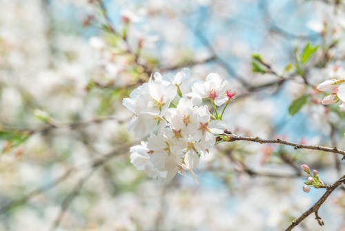 Close-up of Cherry Blossom 