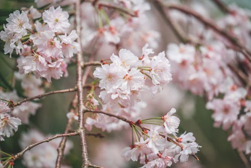 Close-up of Cherry Blossom 