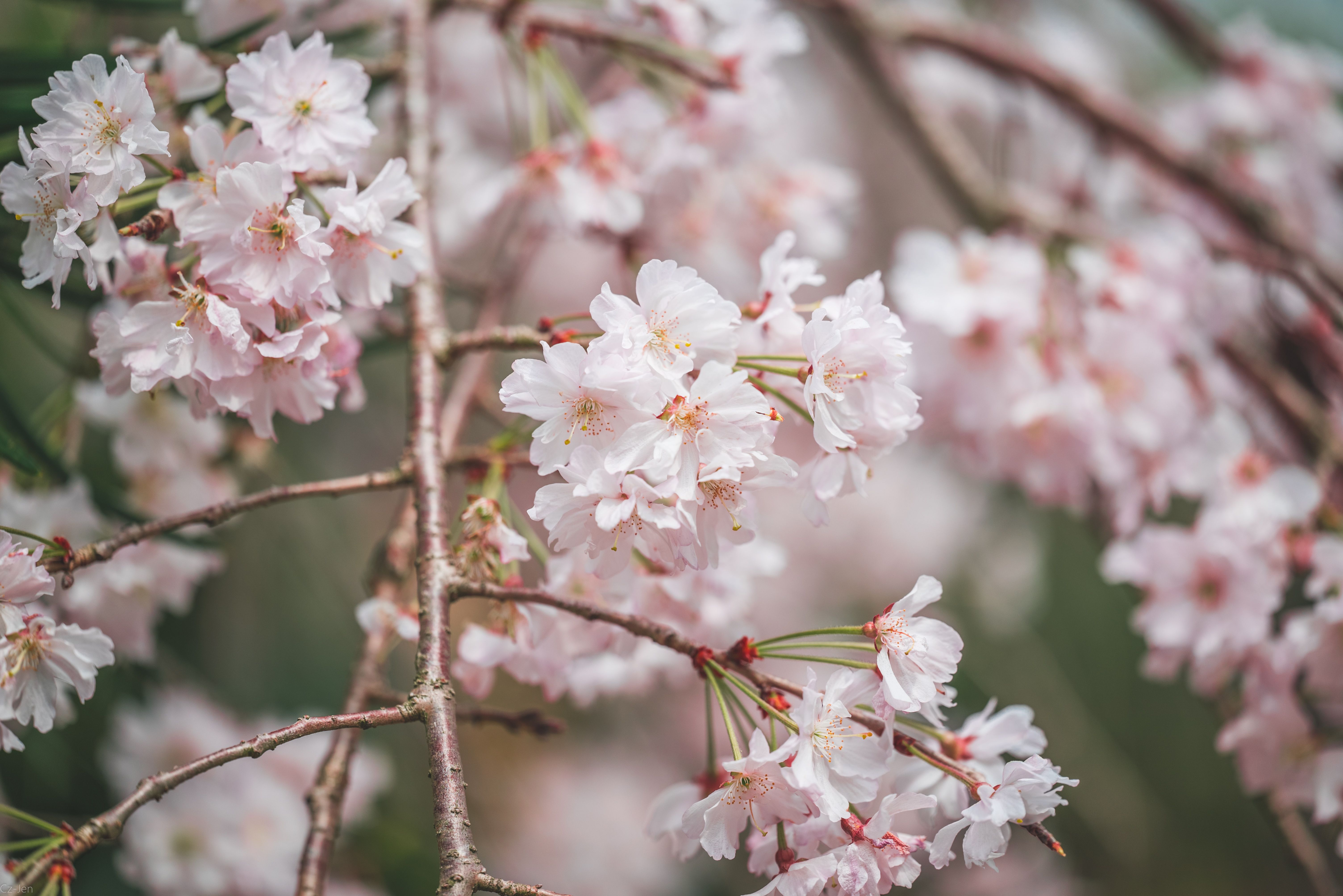 Blossoms-On White Red main image 1