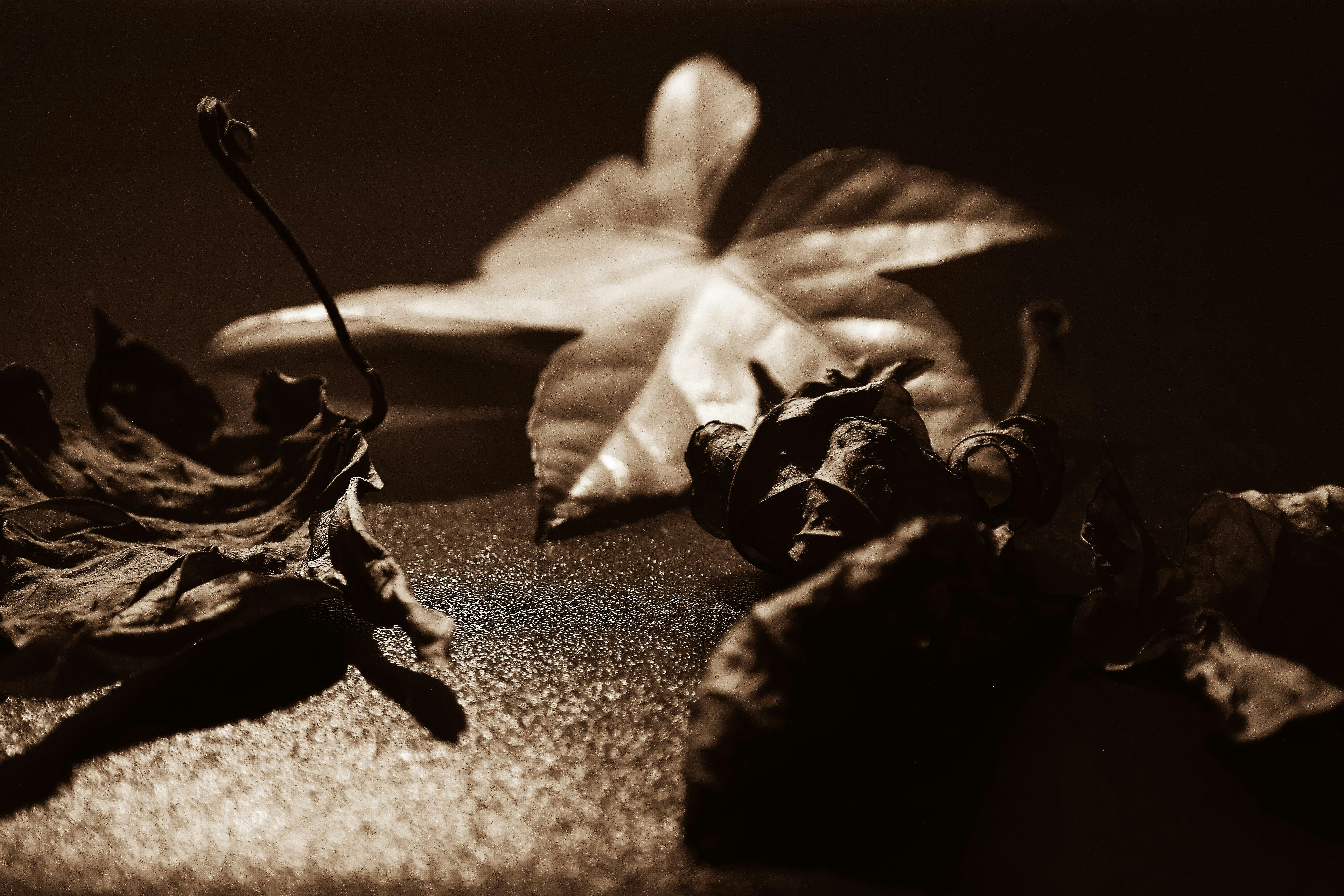 A moody sepia-toned macro shot of autumn leaves showcasing their texture and detail.