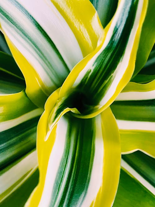 Yellow and Green Leaves