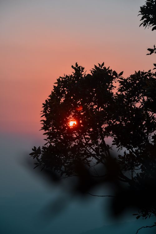 Free A breathtaking view of a tree silhouette during a vibrant sunset in India, highlighting nature's beauty. Stock Photo