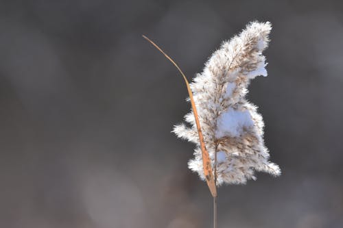 Pampas Grass in Close-up Photography