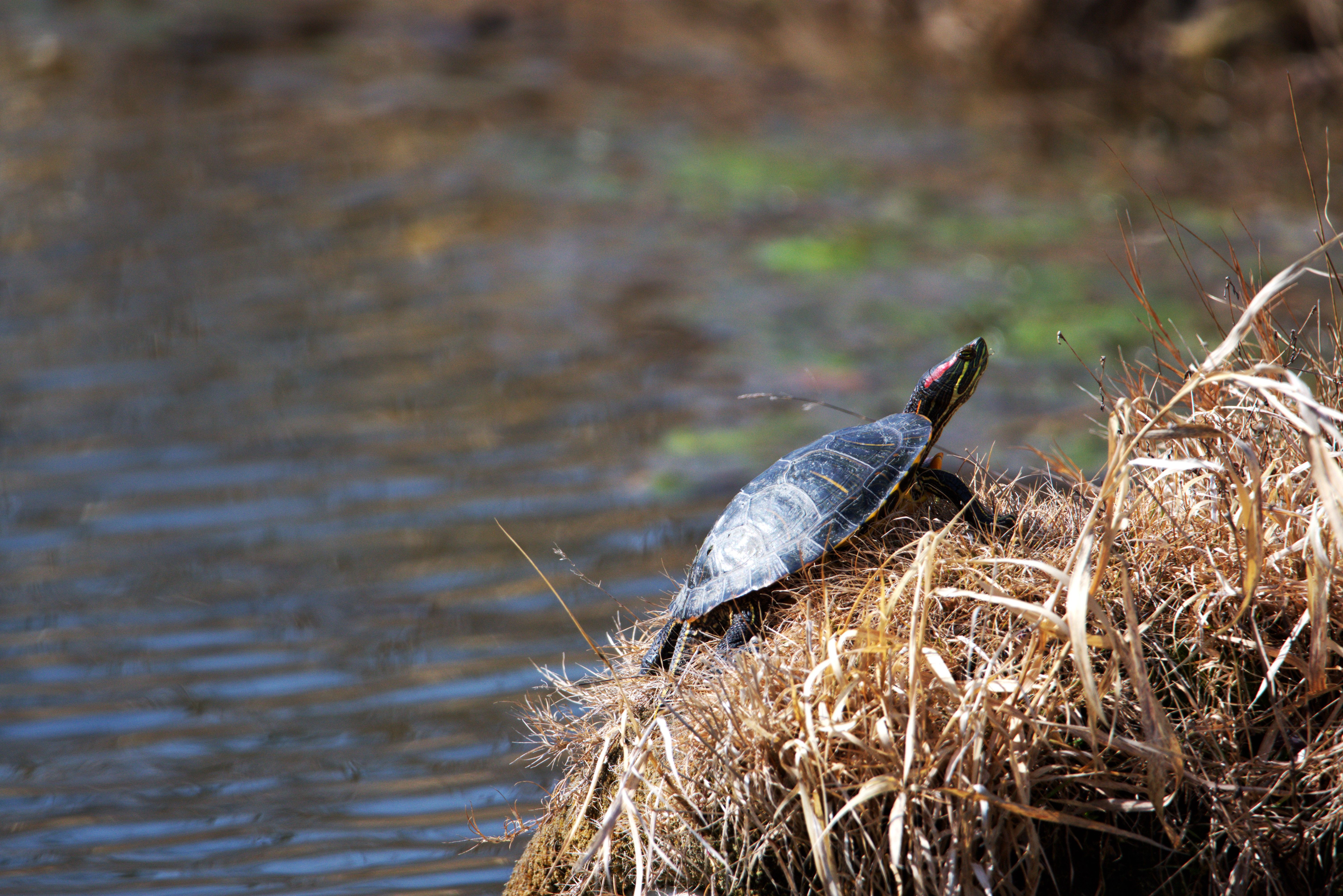 Painted Turtle on Dried Leaves Beside a Lake · Free Stock Photo