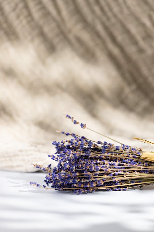 Gratis arkivbilde med blomster, fiolett, haug med lavendel