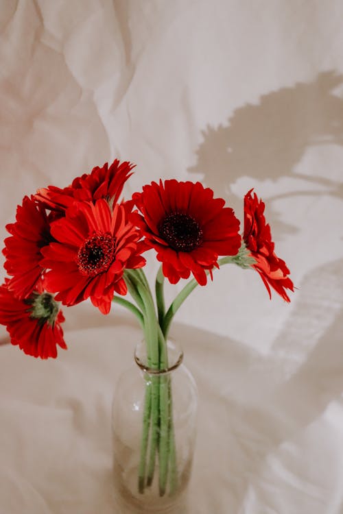 Fotobanka s bezplatnými fotkami na tému flóra, gerbera, kvety