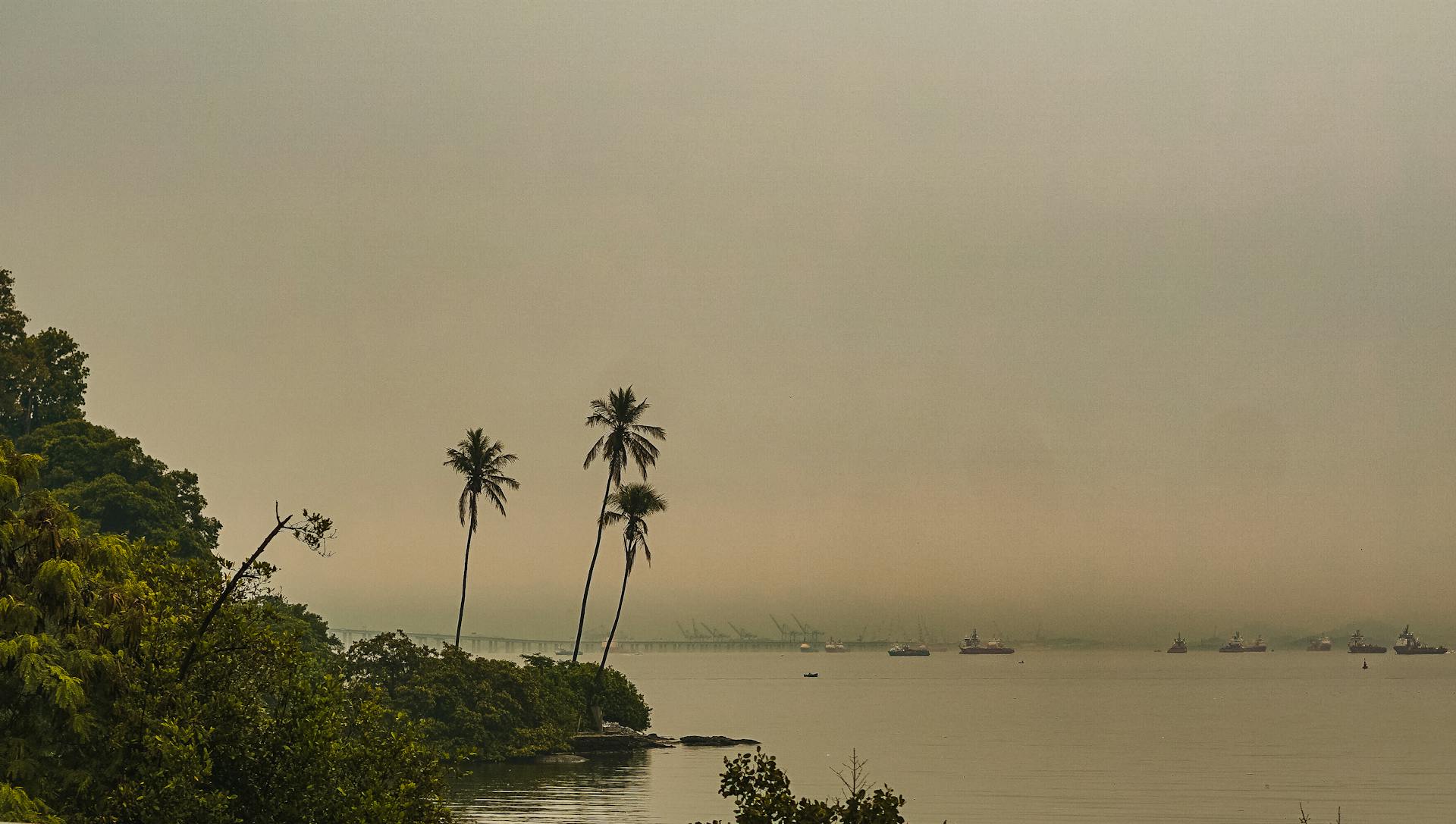 A tranquil view of a foggy Brazilian coast with palm trees and distant ships.