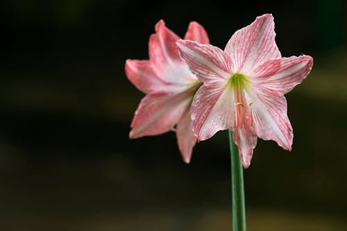 Free Pink and White Flower in Tilt Shift Lens Stock Photo
