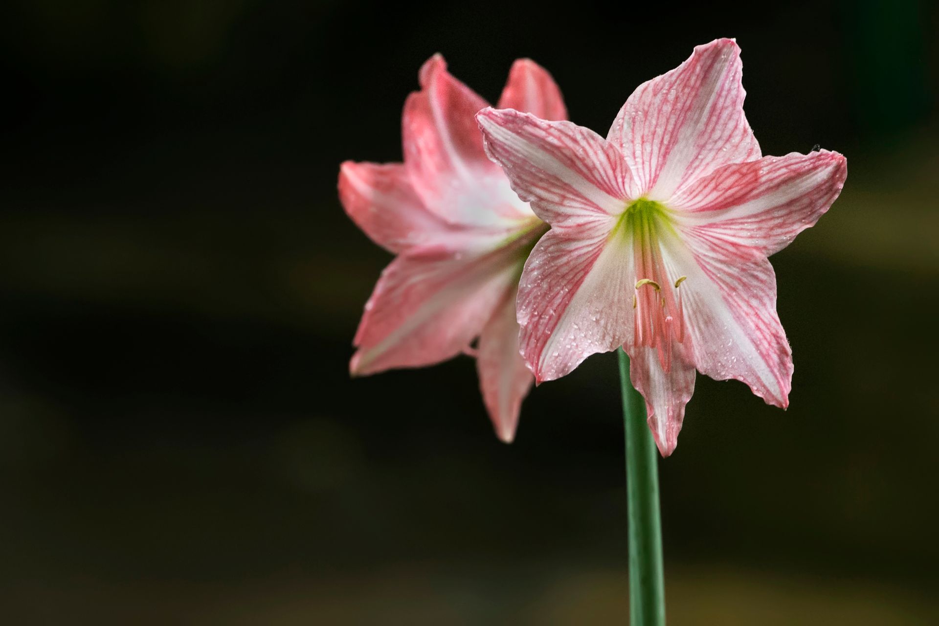 Close-up view of pink jersey lily flowers in bloom. Detailed and vibrant.