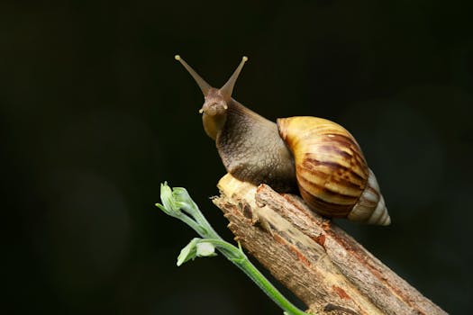 Detailed close-up of a snail resting on a wooden branch, showcasing its shell and antennae.