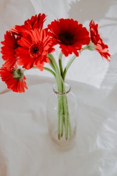 A vibrant bouquet of red gerbera daisies elegantly arranged in a glass vase on a light background.
