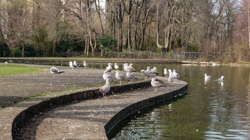 Caspian Gulls Near Body of Water 