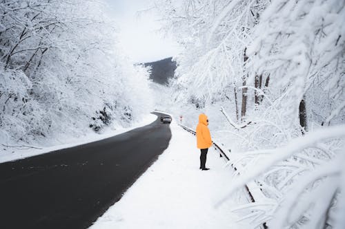 Photos gratuites de arbres nus, beaucoup de neige, couvert de neige