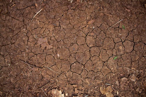 Darmowe zdjęcie z galerii z brązowe liście, gleba, jałowy