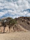 Green Trees on Brown Field Under White Clouds and Blue Sky