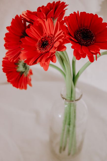 Bright red gerberas beautifully arranged in a clear glass vase, showcasing elegance in simplicity.