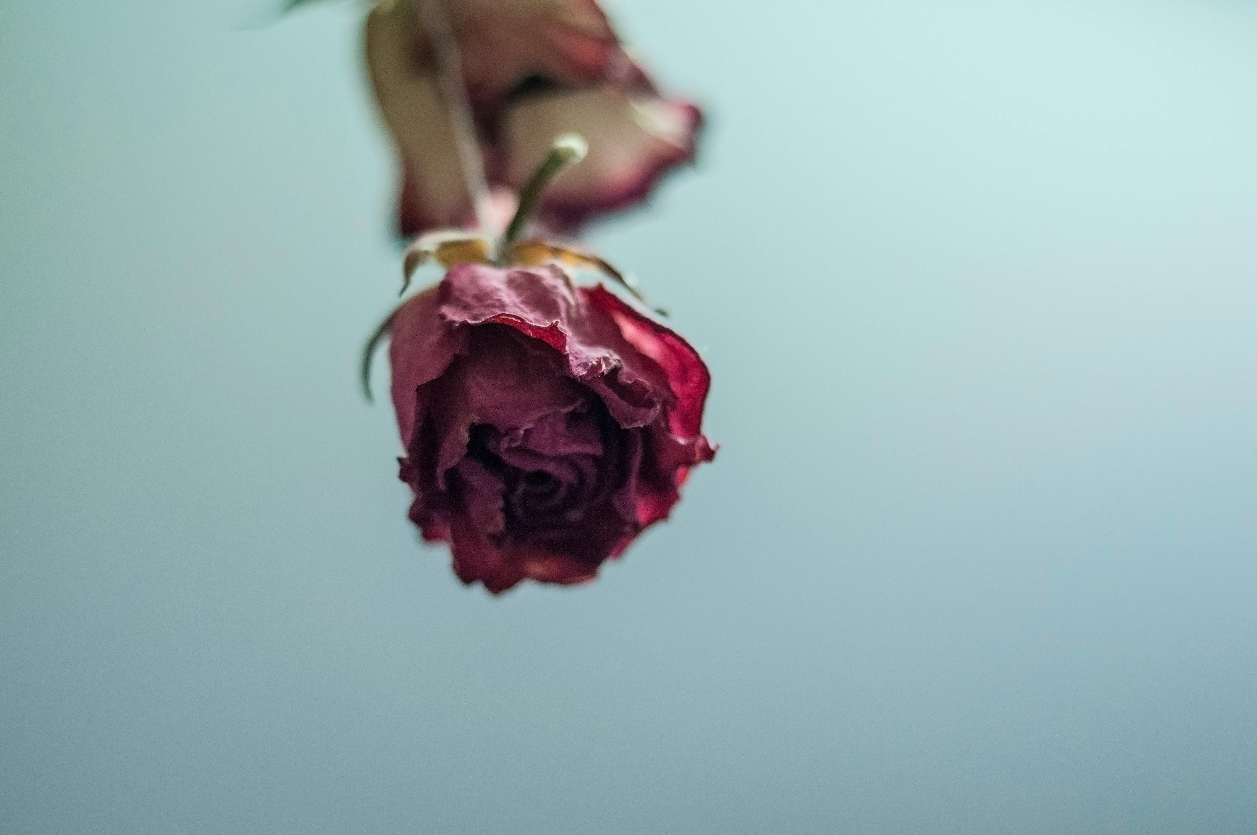 Free stock photo of flowers, red roses, roses