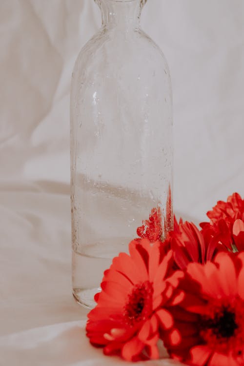 Red Angels Breath Flowers Beside Glass Vase with Water