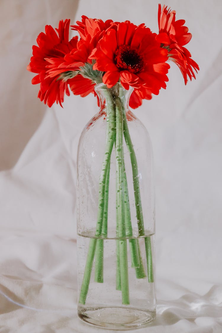 Red Gerbera Daisies On A Glass Vase