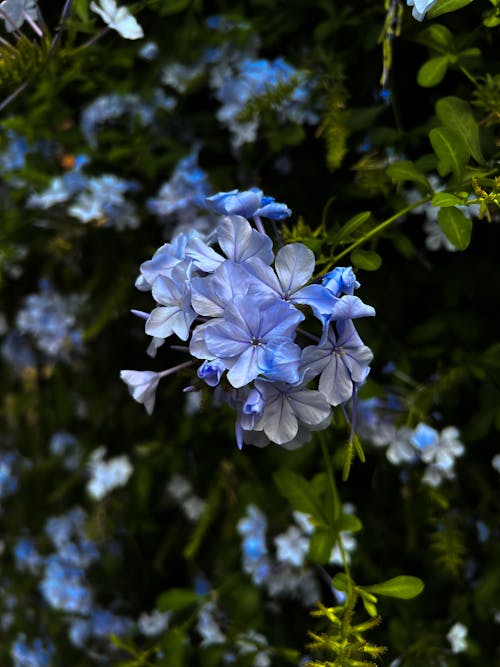 Foto d'estoc gratuïta de blau, bonic, botànic