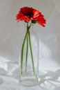 Red and White Flower in Clear Glass Vase