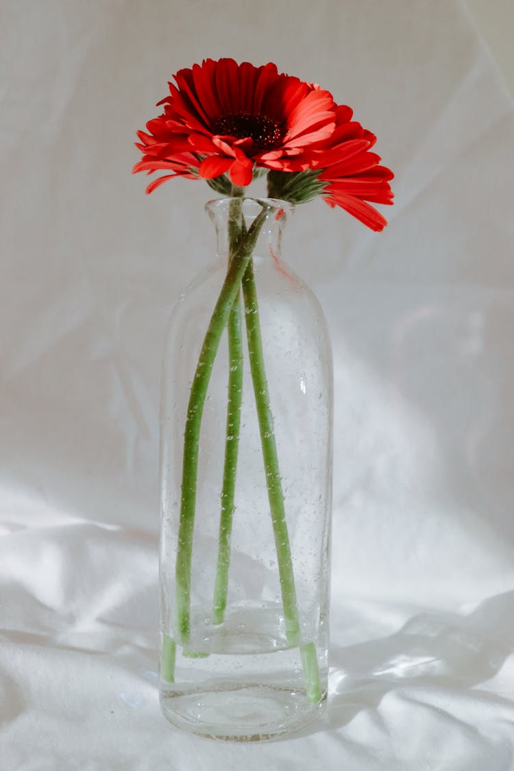 Red Gerbera Daisies On A Glass Vase