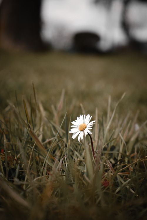 Free A single white daisy stands out in a grassy field, capturing tranquility and simplicity in nature. Stock Photo