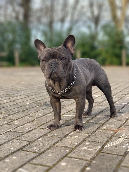 Free  French Bulldog on Gray Stone Pavement Stock Photo