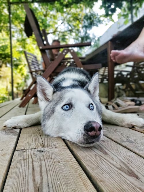 Foto stok gratis anjing, anjing husky, binatang