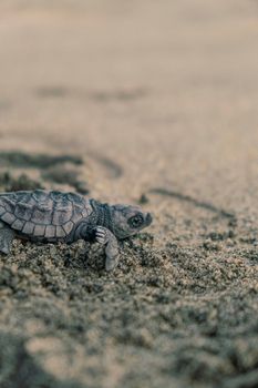 A baby sea turtle making its way across a sandy beach in Mexico, capturing a tender nature moment.