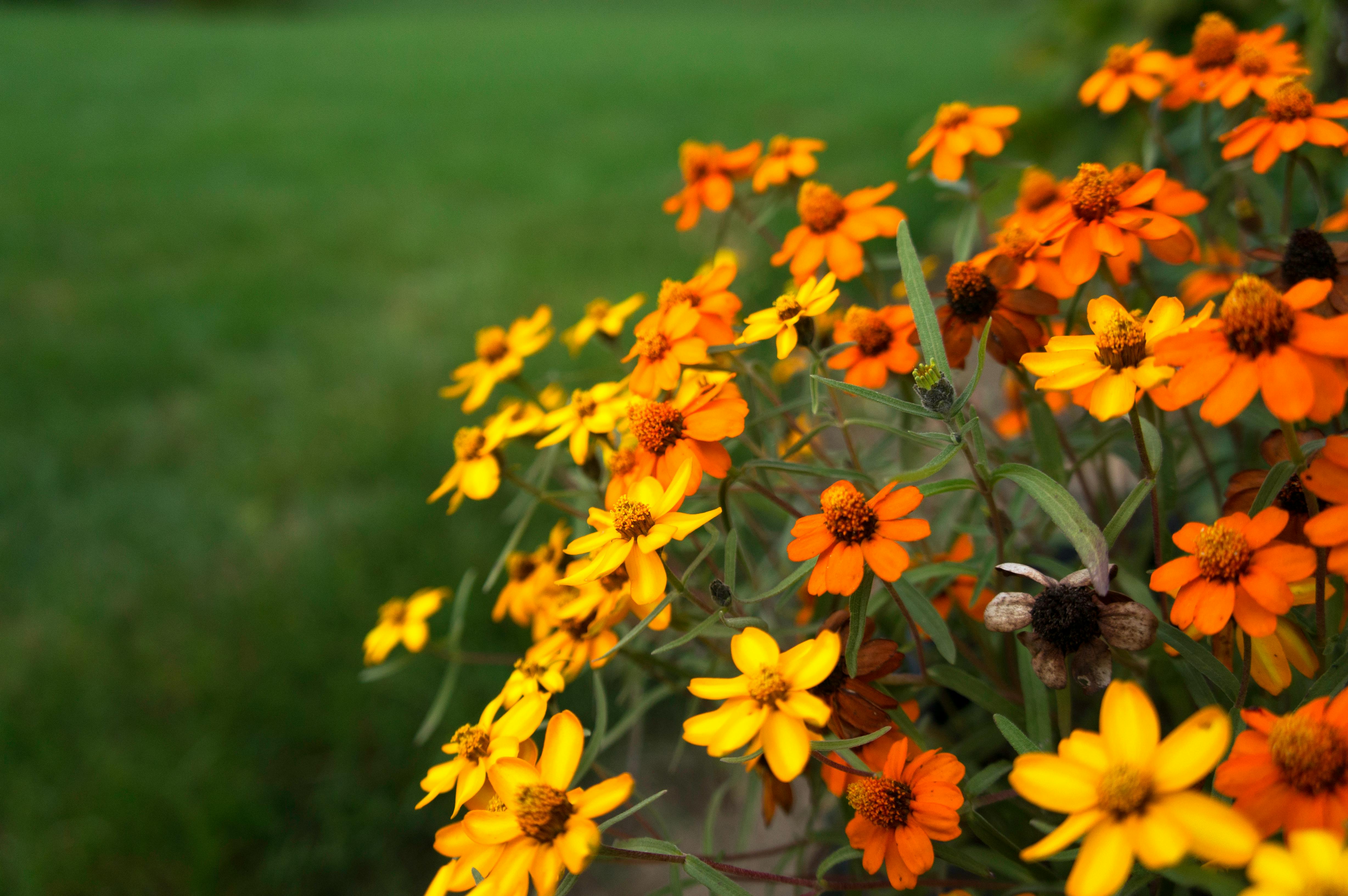 Free stock photo of flowers, orange flowers, yellow flowers