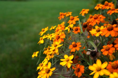 Immagine gratuita di fiori, fiori d'arancio, fiori gialli