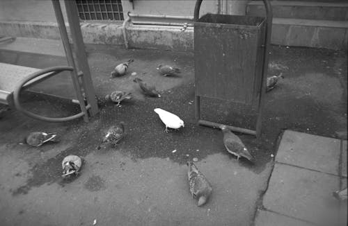 Gratis stockfoto met afval, duiven, stedelijk