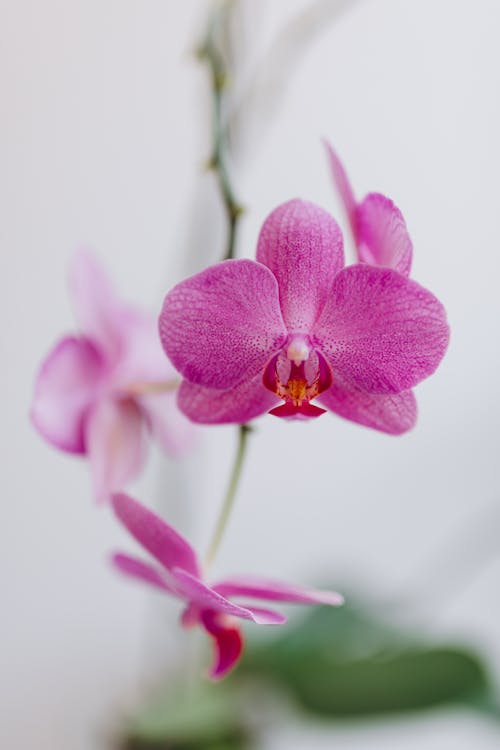 Free Close Up of Pink Orchid Flower Stock Photo