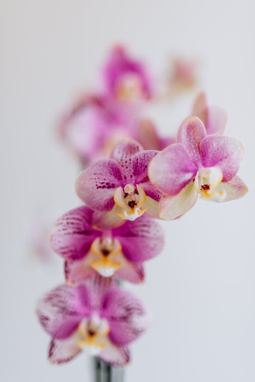 Free Blooming Purple Orchids Stock Photo